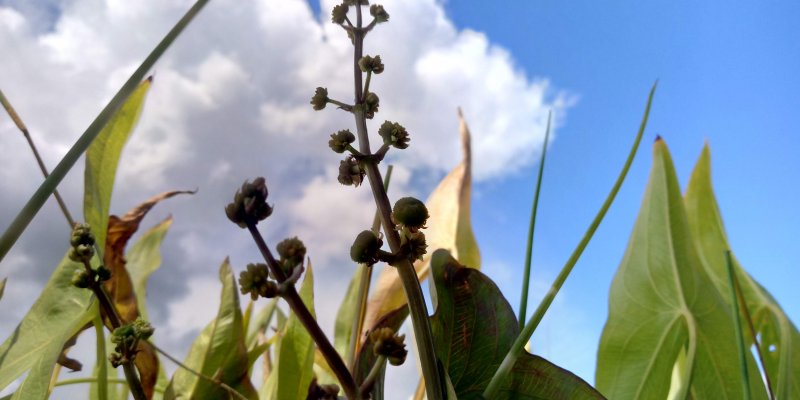 Sagittaria sagittifolia 'Flore Pleno' Стрелоли́ст